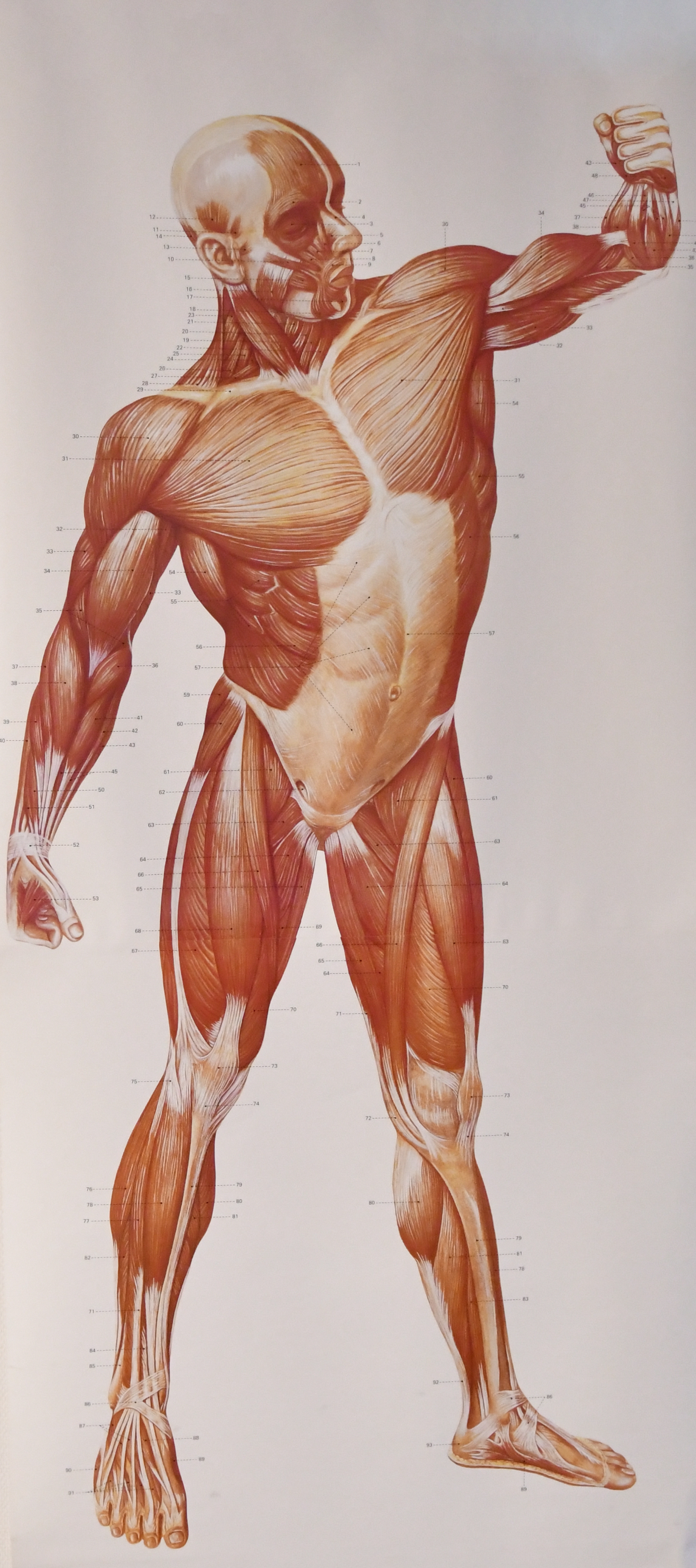 Fysiotherapie Henk Scholing